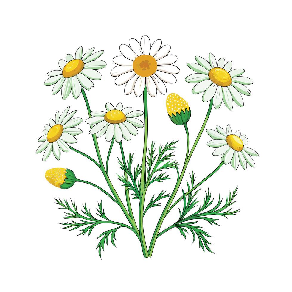 Realistic Beautiful Herbs Illustration vector