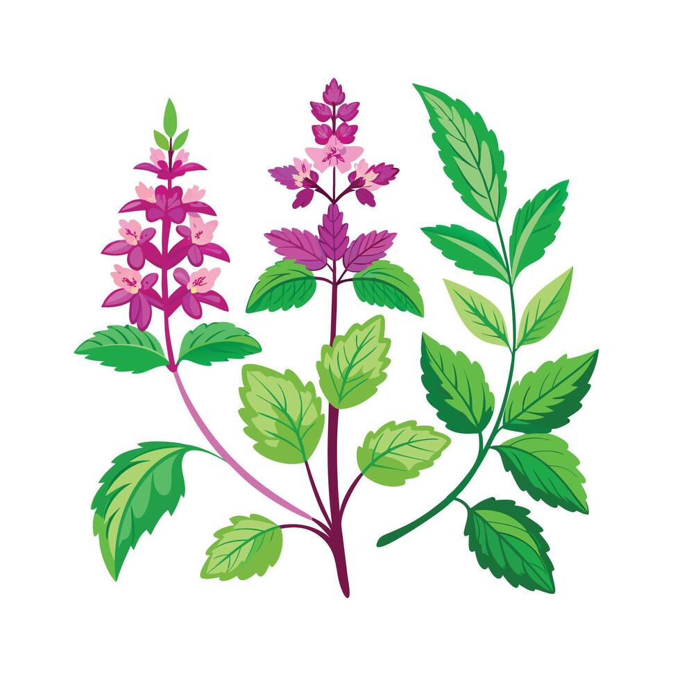 Realistic Beautiful Herbs Illustration vector
