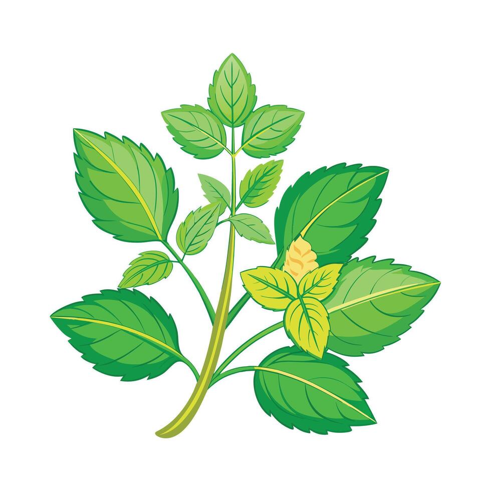 Realistic Beautiful Herbs Illustration vector