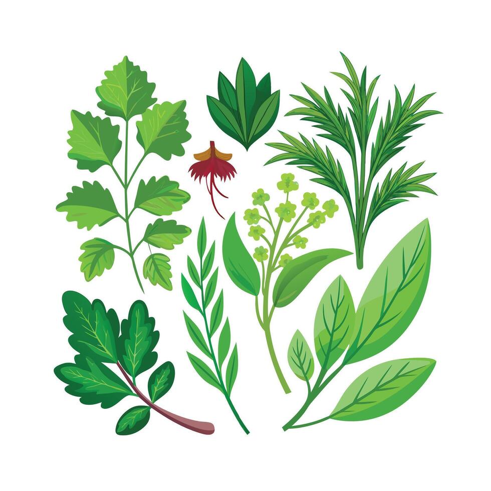 Realistic Beautiful Herbs Illustration vector