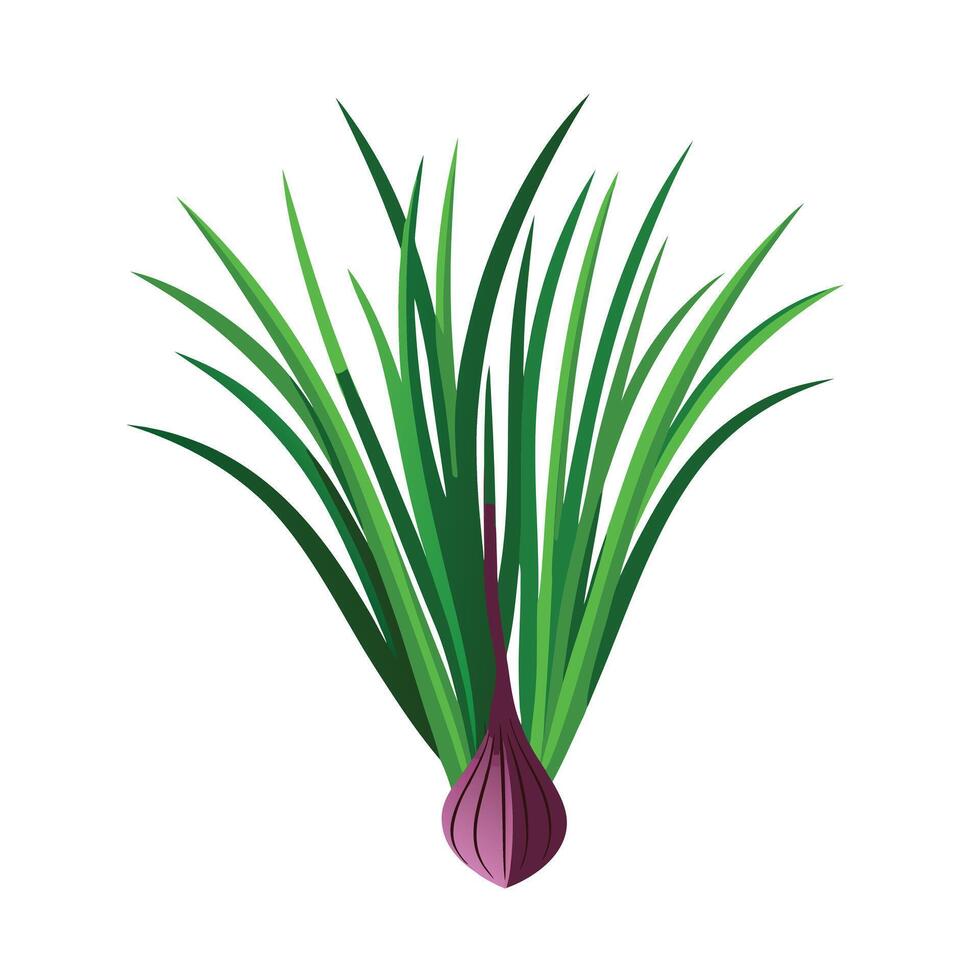 Realistic Beautiful Herbs Illustration vector