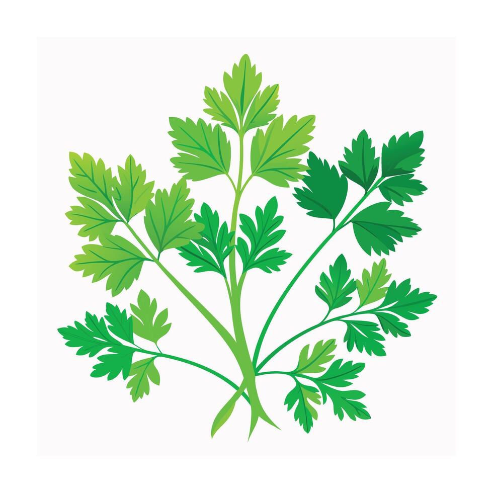 Realistic Beautiful Herbs Illustration vector