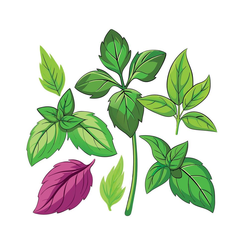 Realistic Beautiful Herbs Illustration vector