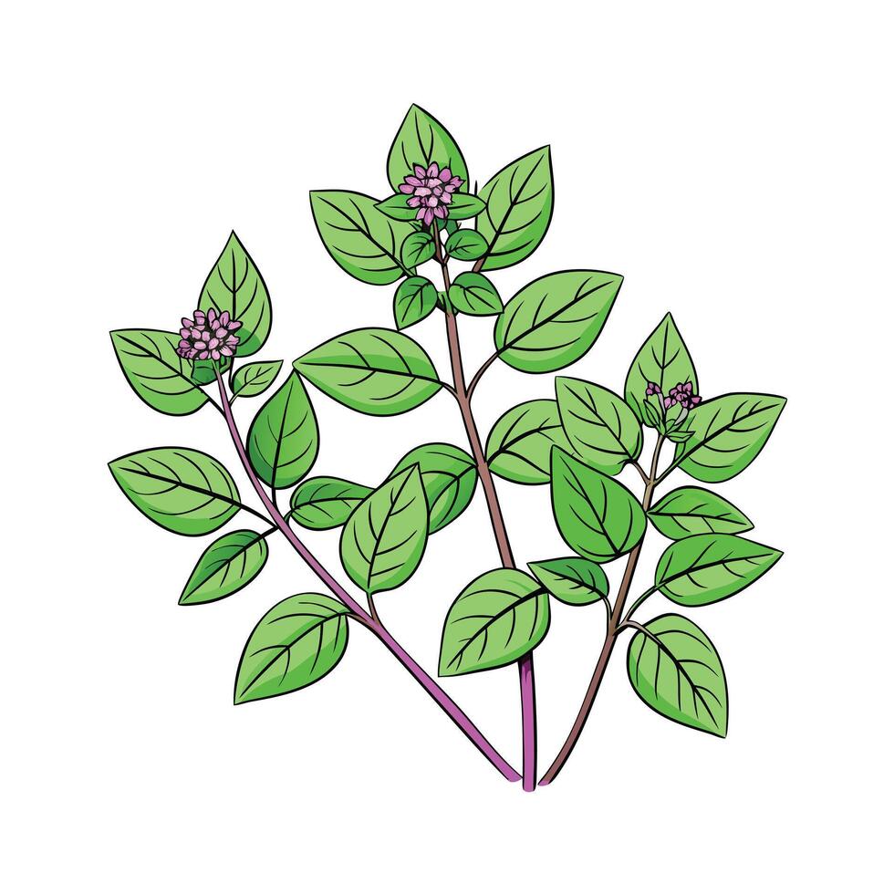 Realistic Beautiful Herbs Illustration vector