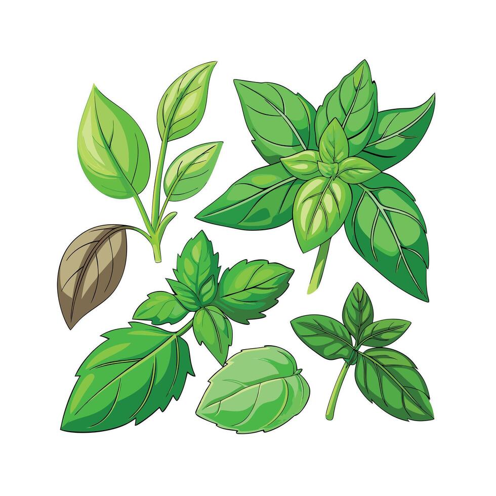 Realistic Beautiful Herbs Illustration vector