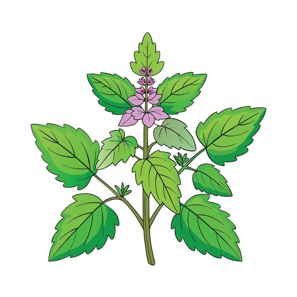 Realistic Beautiful Herbs Illustration vector