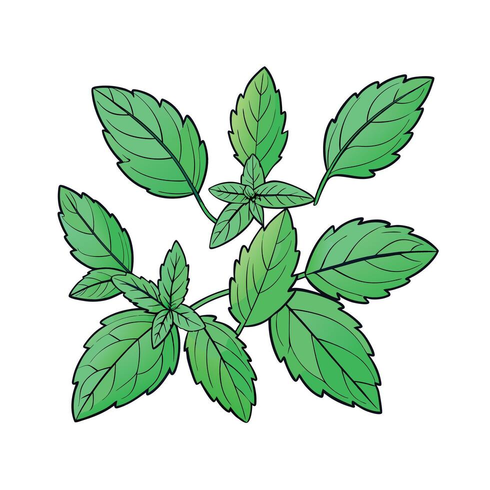 Realistic Beautiful Herbs Illustration vector