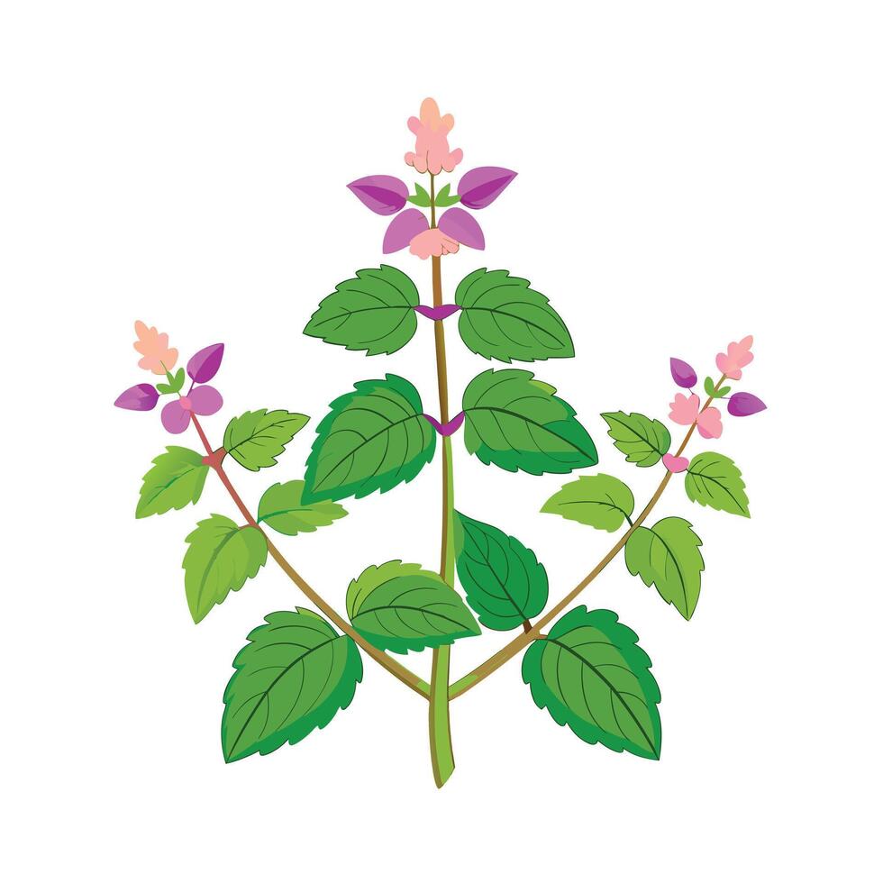 Realistic Beautiful Herbs Illustration vector