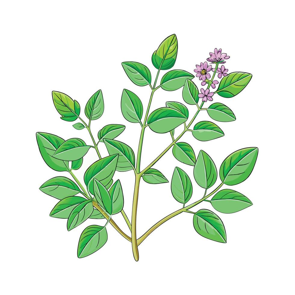 Realistic Beautiful Herbs Illustration vector