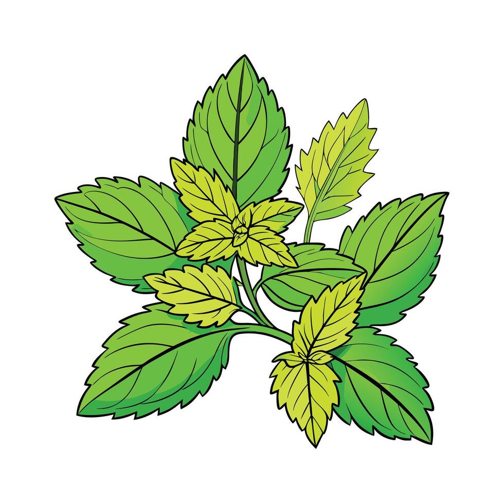 Realistic Beautiful Herbs Illustration vector