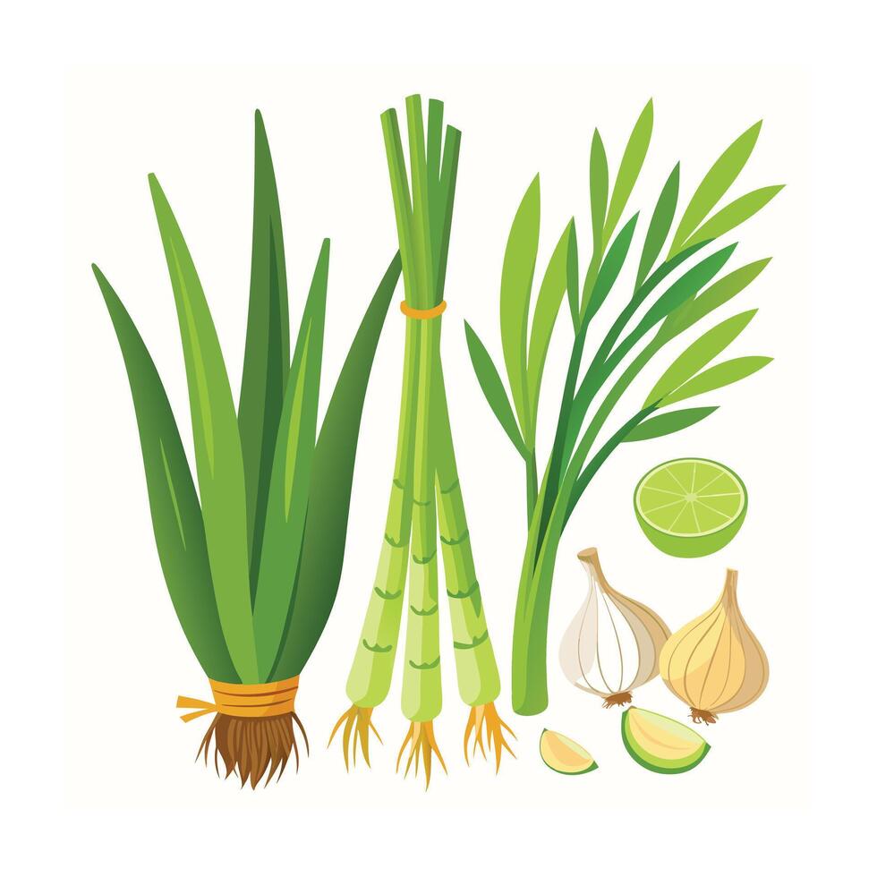 Realistic Beautiful Herbs Illustration vector