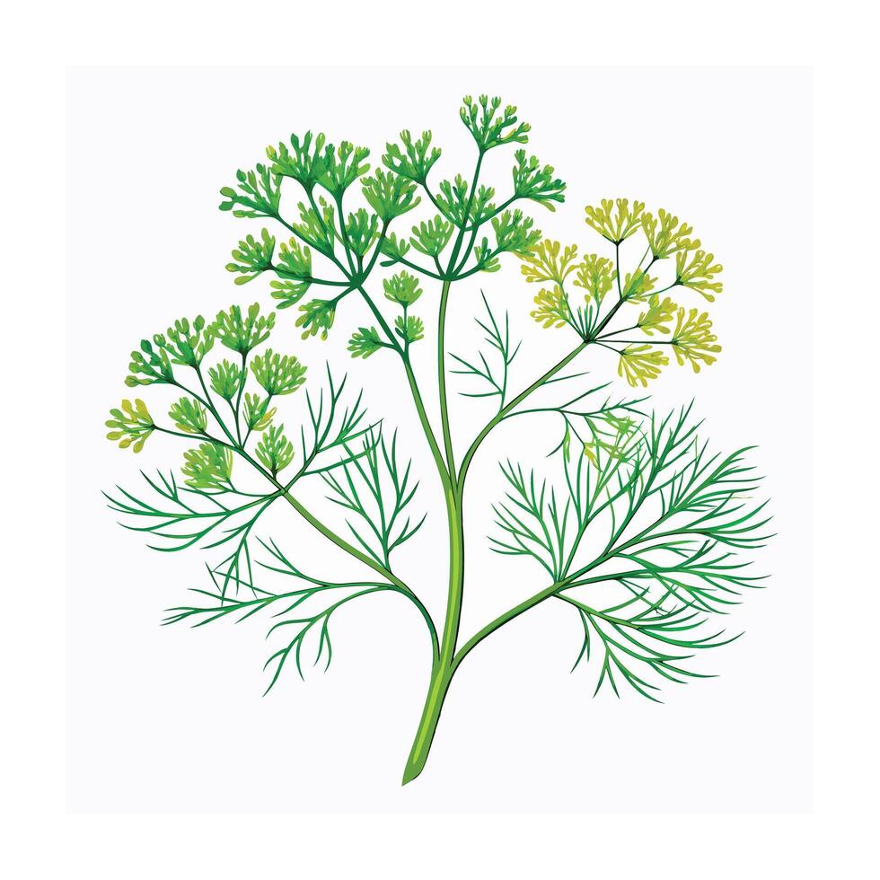 Realistic Beautiful Herbs Illustration vector