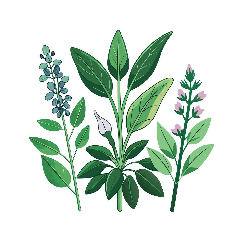 Realistic Beautiful Herbs Illustration vector