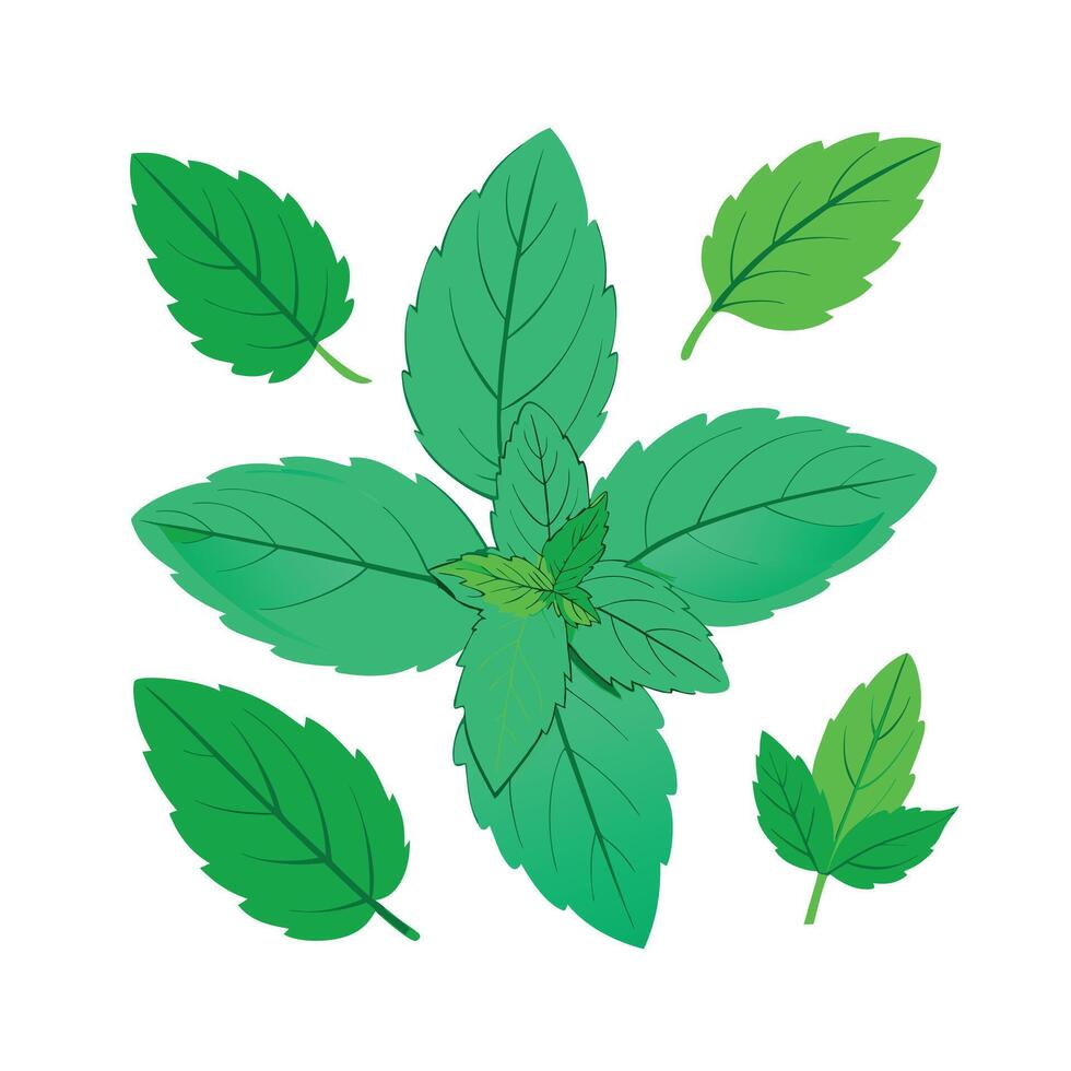 Realistic Beautiful Herbs Illustration vector