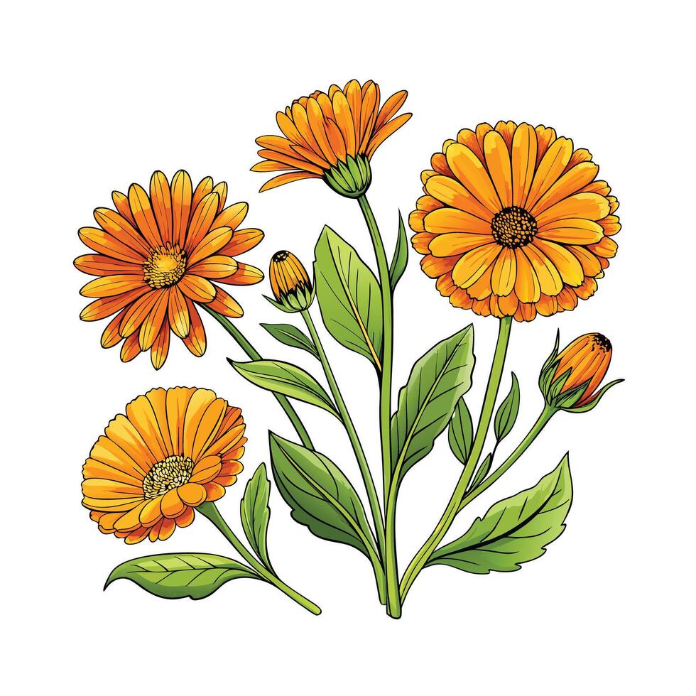 Realistic Beautiful Herbs Illustration vector
