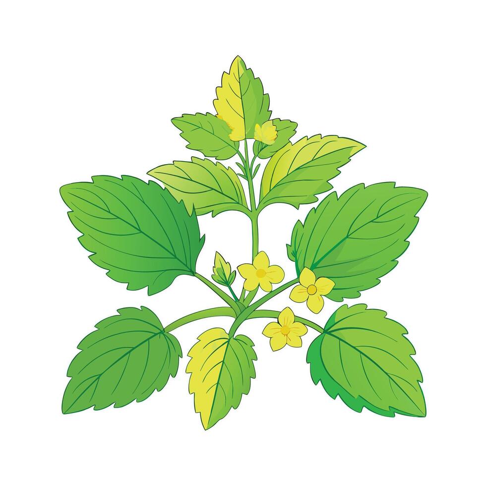 Realistic Beautiful Herbs Illustration vector