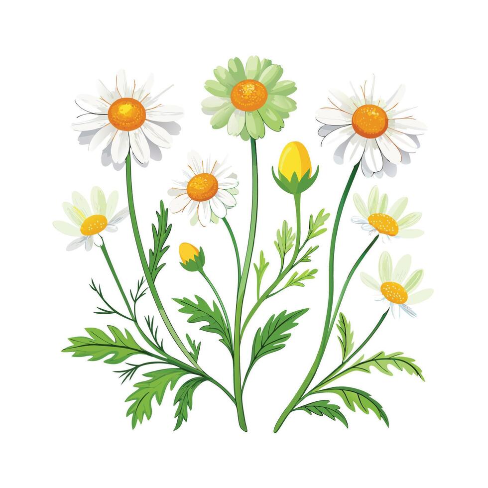 Realistic Beautiful Herbs Illustration vector