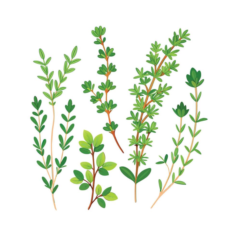 Realistic Beautiful Herbs Illustration vector