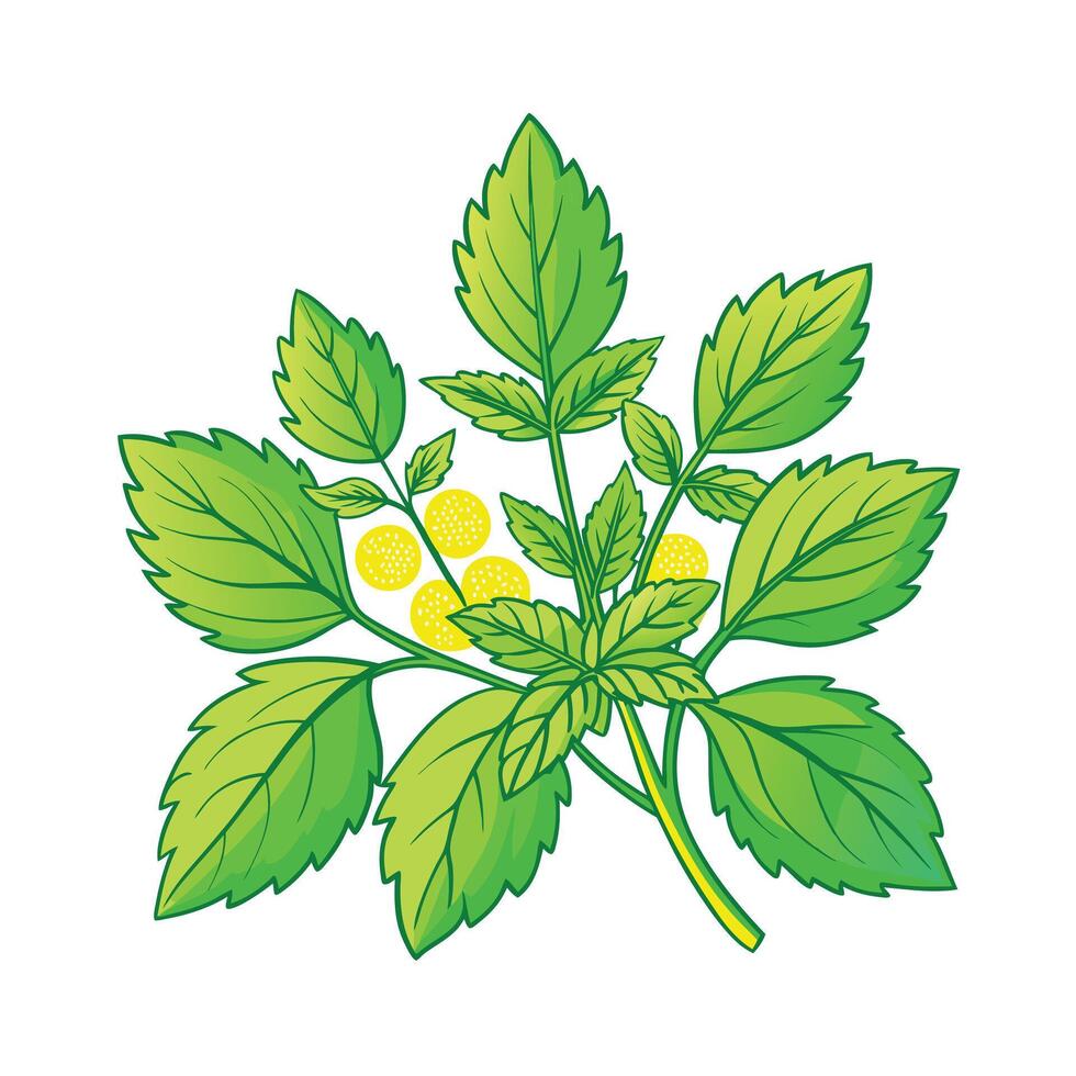 Realistic Beautiful Herbs Illustration vector