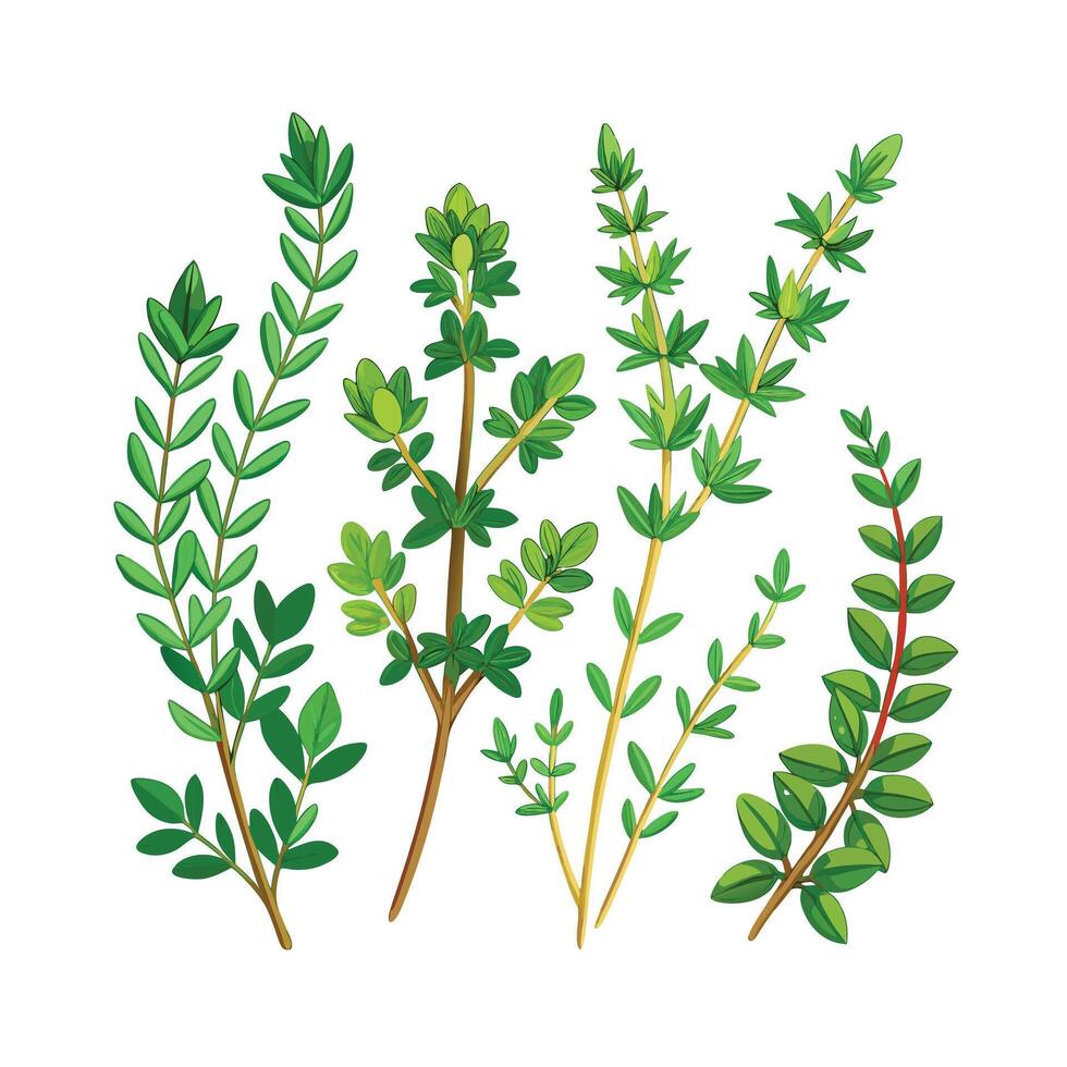 Realistic Beautiful Herbs Illustration vector