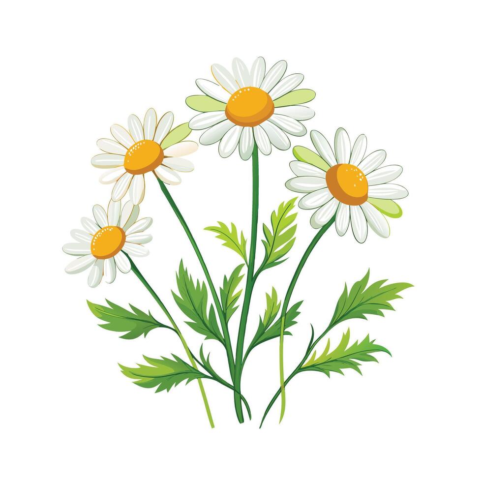 Realistic Beautiful Herbs Illustration vector