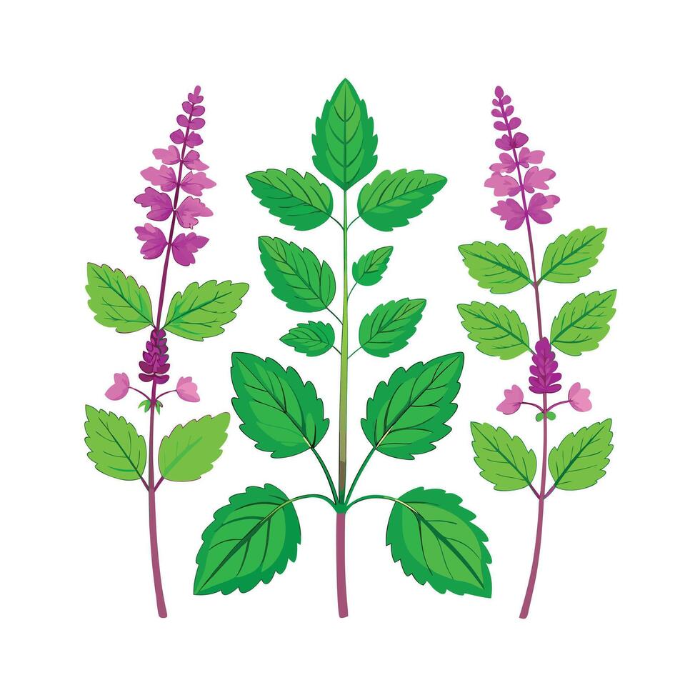 Realistic Beautiful Herbs Illustration vector
