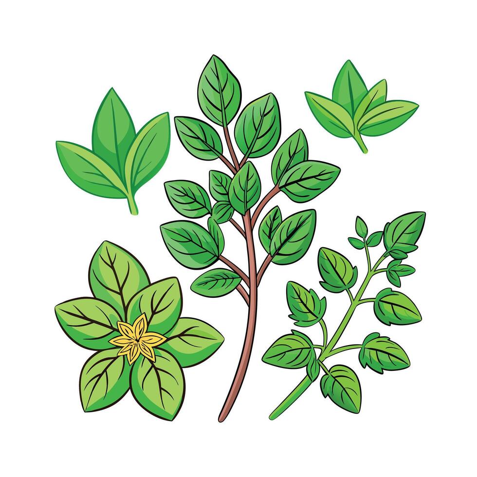Realistic Beautiful Herbs Illustration vector