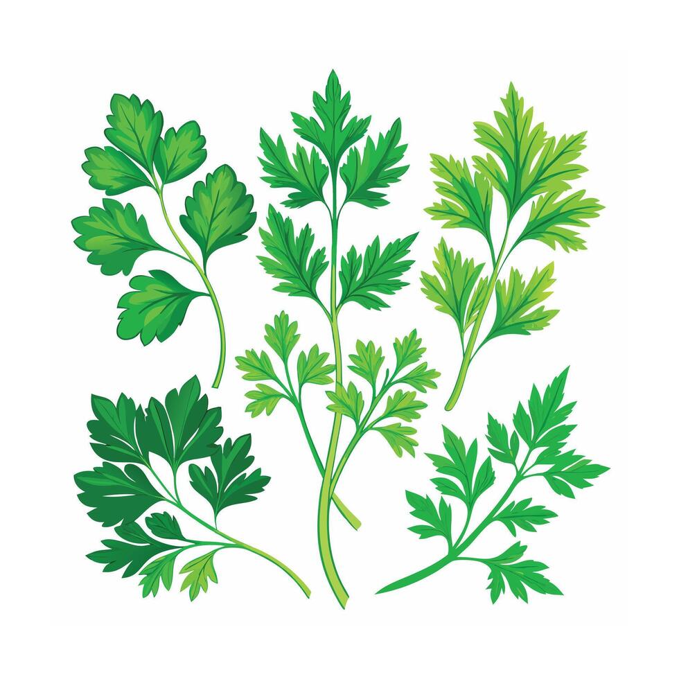 Realistic Beautiful Herbs Illustration vector