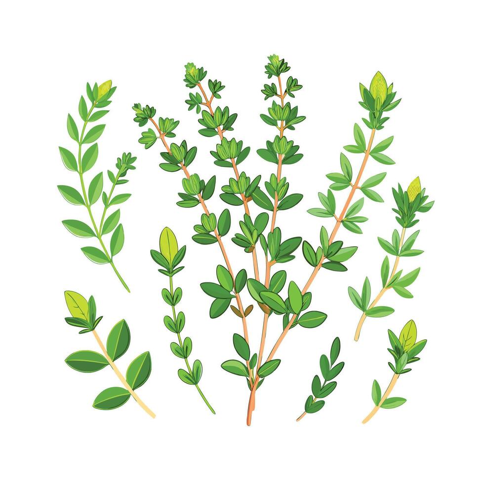 Realistic Beautiful Herbs Illustration vector