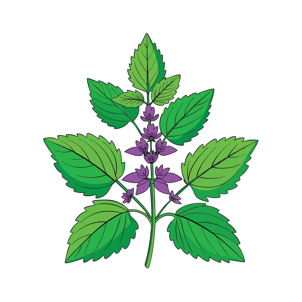 Realistic Beautiful Herbs Illustration vector