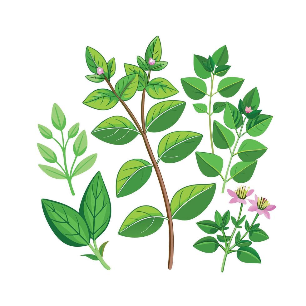 Realistic Beautiful Herbs Illustration vector