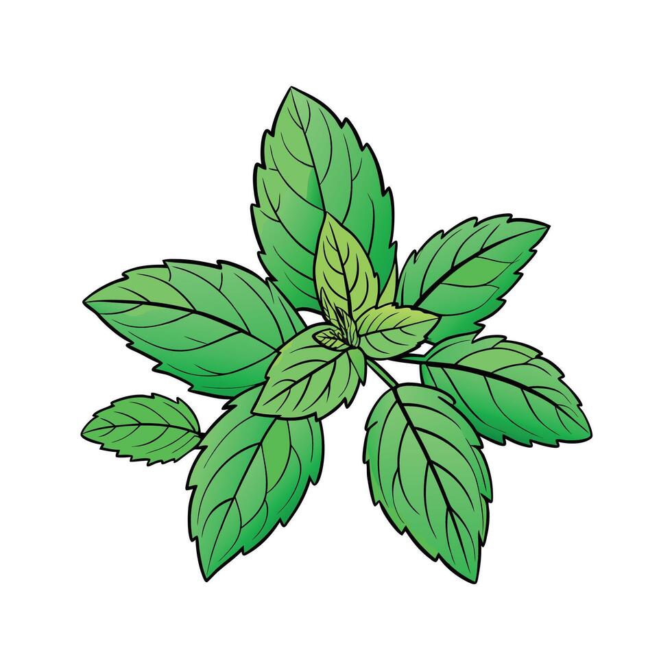 Realistic Beautiful Herbs Illustration vector