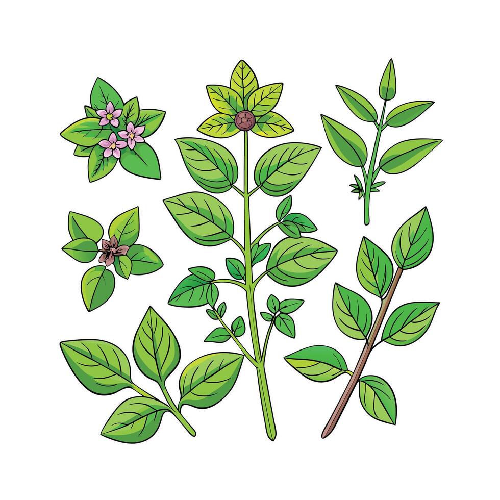 Realistic Beautiful Herbs Illustration vector