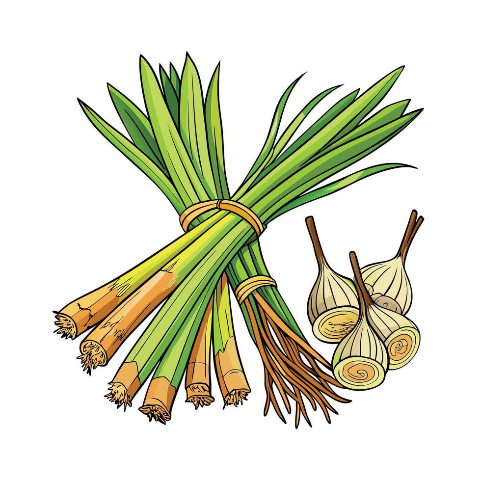 Realistic Beautiful Herbs Illustration vector