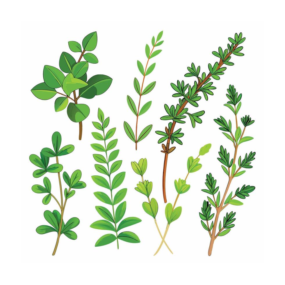 Realistic Beautiful Herbs Illustration vector