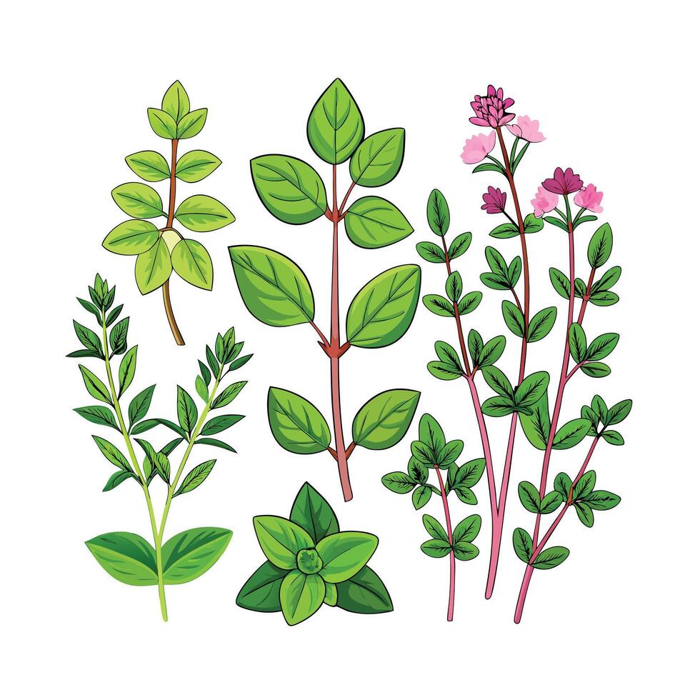 Realistic Beautiful Herbs Illustration vector