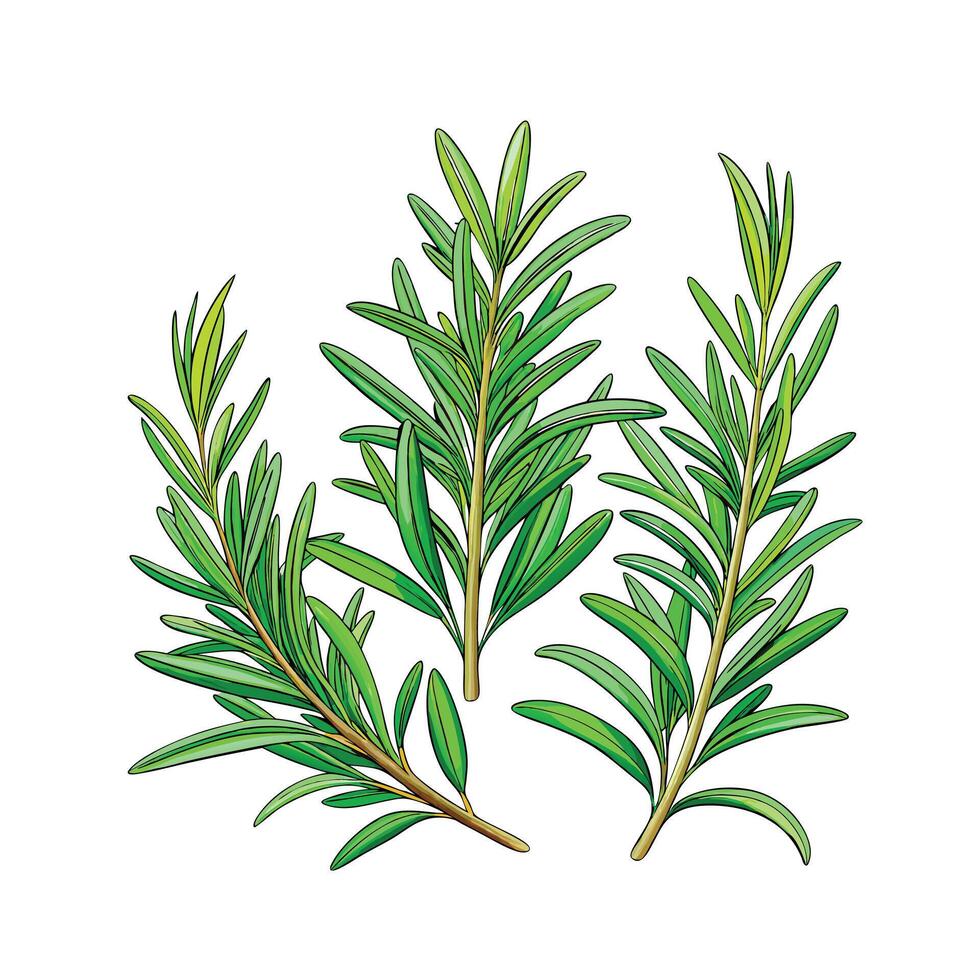 Realistic Beautiful Herbs Illustration vector