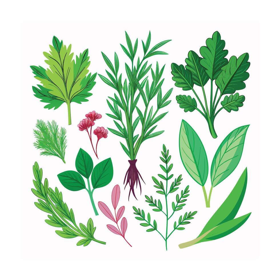Realistic Beautiful Herbs Illustration vector