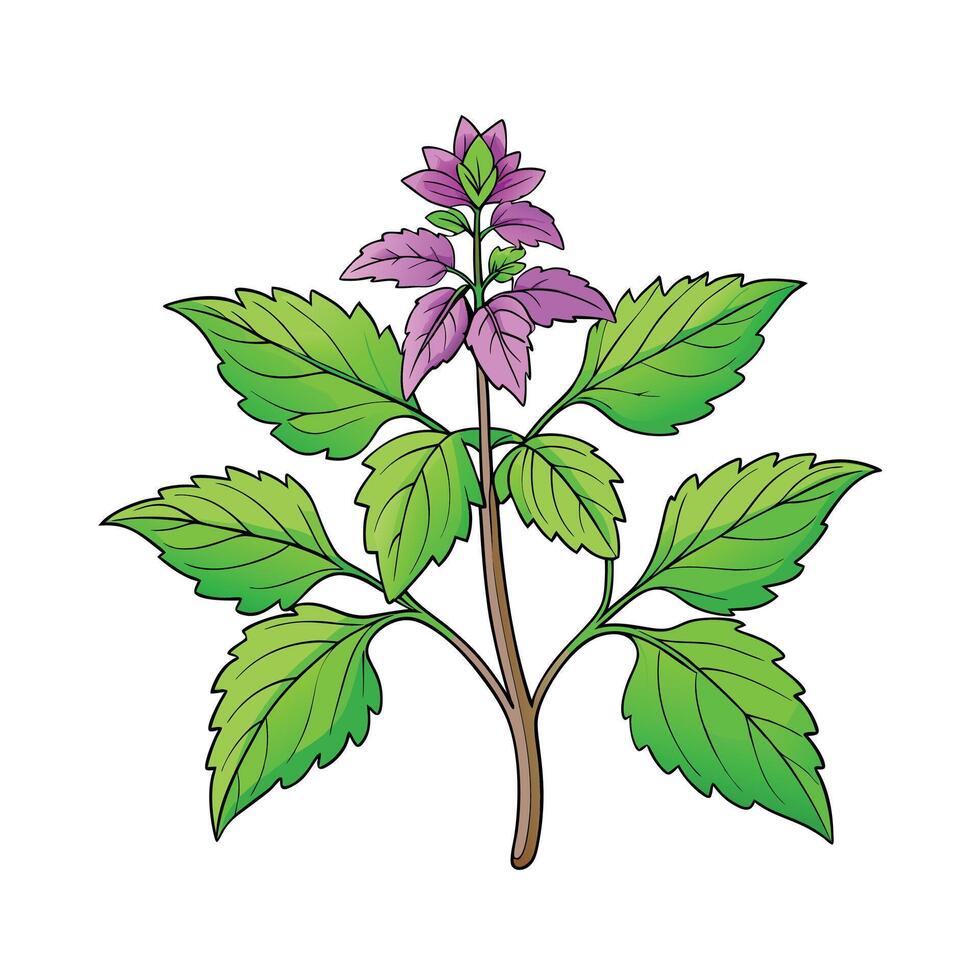 Realistic Beautiful Herbs Illustration vector