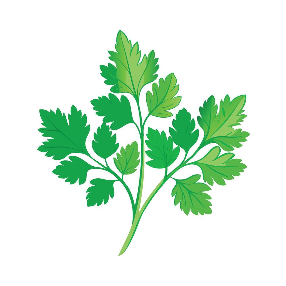 Realistic Beautiful Herbs Illustration vector