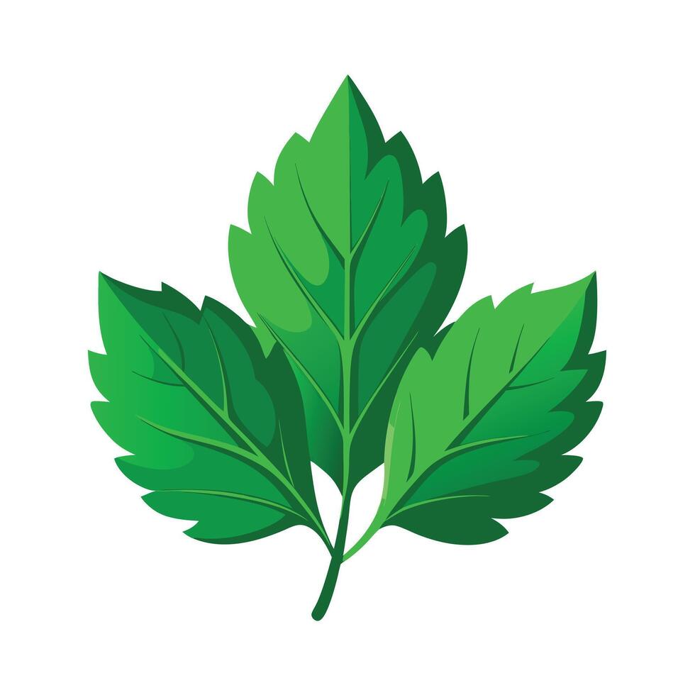 Realistic Beautiful Leaves Illustration vector