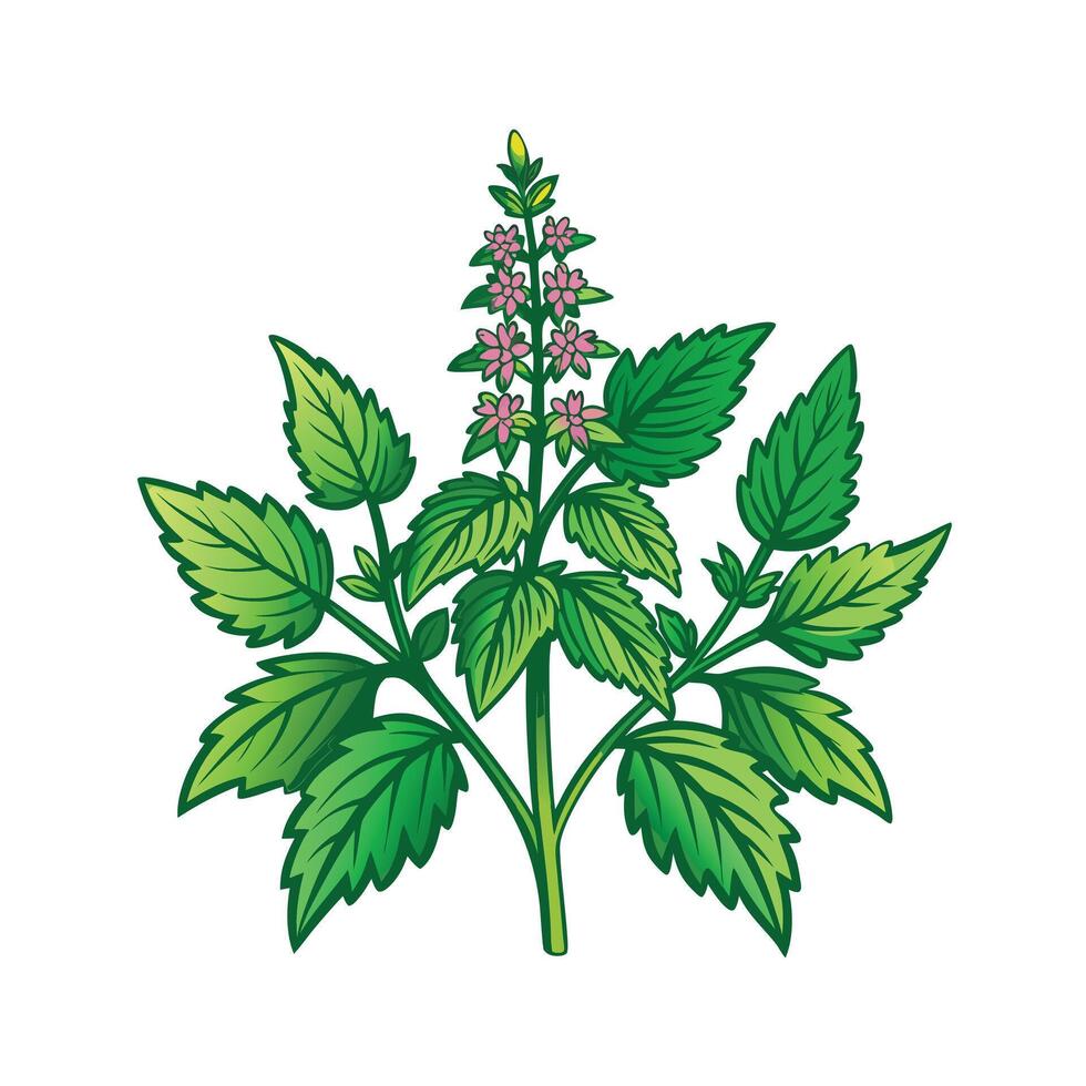 Realistic Beautiful Herbs Illustration vector
