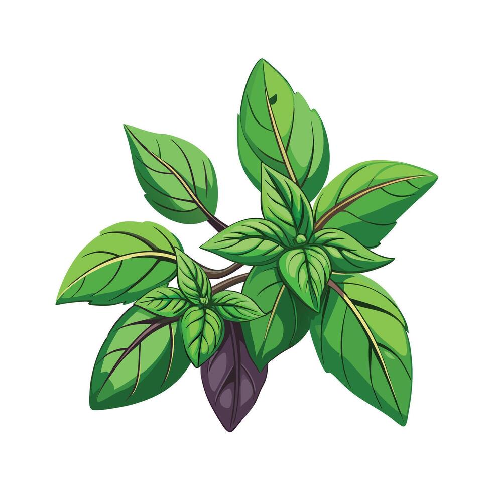 Realistic Beautiful Herbs Illustration vector
