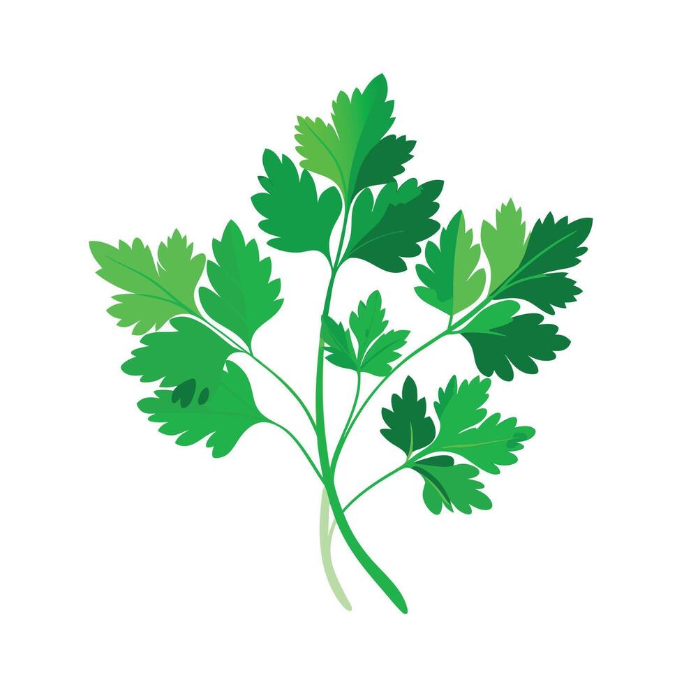 Realistic Beautiful Herbs Illustration vector