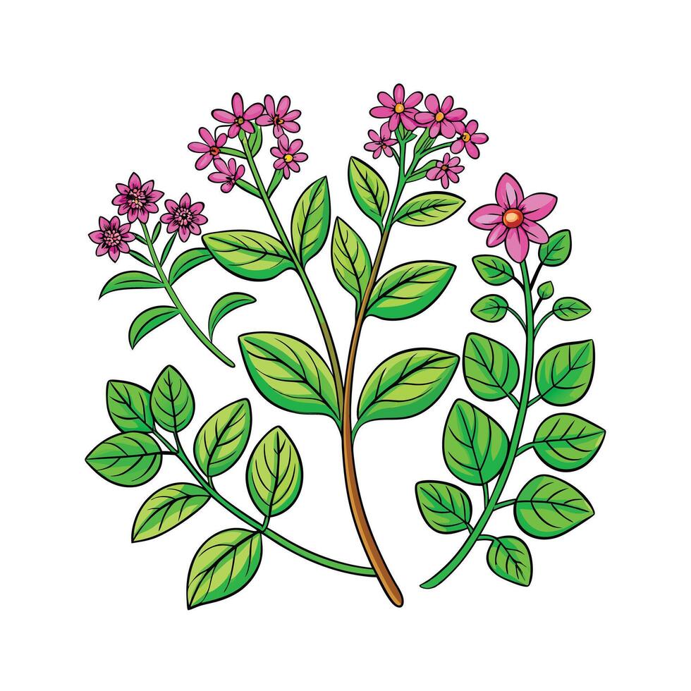 Realistic Beautiful Herbs Illustration vector