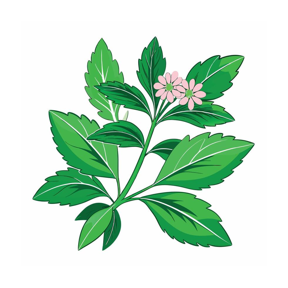 Realistic Beautiful Herbs Illustration vector