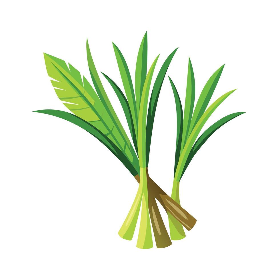 Realistic Beautiful Herbs Illustration vector