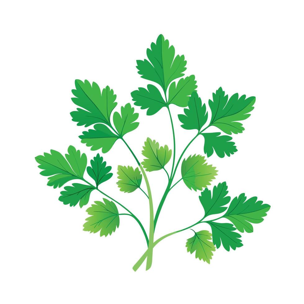 Realistic Beautiful Herbs Illustration vector
