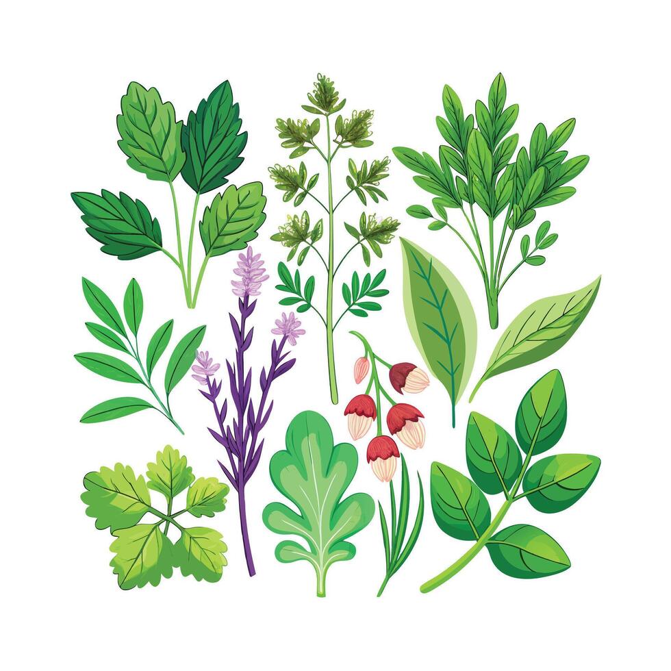 Realistic Beautiful Herbs Illustration vector