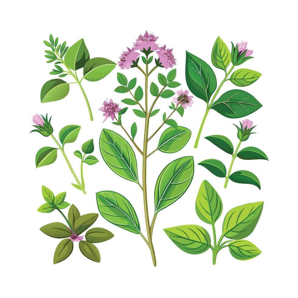 Realistic Beautiful Herbs Illustration vector